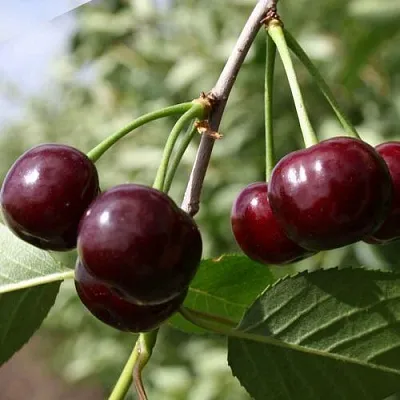 Вишня ЖАДАНА в Пензе