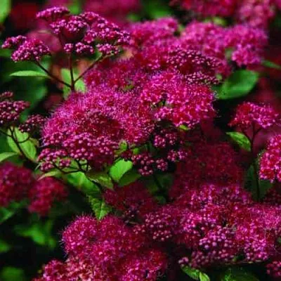 Спирея АНТОНИ ВАТЕРЕР японская  Спирея АНТОНИ ВАТЕРЕР японская в Пензе