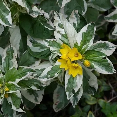 Вербейник АЛЕКСАНДР точечный в Пензе