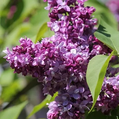 Сирень ИЗОБИЛИЕ  Сирень ИЗОБИЛИЕ в Пензе