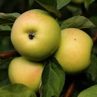 Яблоня ДАНИЛА  Яблоня ДАНИЛА в Пензе