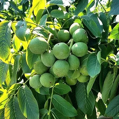 Грецкий орех  ИЗЯЩНЫЙ в Пензе