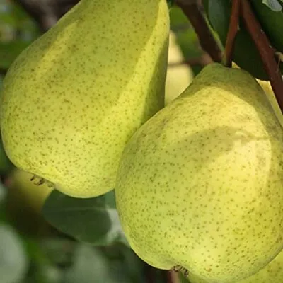 Груша СКАЗОЧНАЯ   Груша СКАЗОЧНАЯ  в Пензе