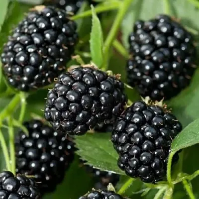 Ежевика ТРИПЛ КРАУН бесшипная  Ежевика ТРИПЛ КРАУН бесшипная в Пензе