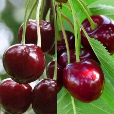 Комплект ВИШНЕВЫЙ ТАНДЕМ в Пензе