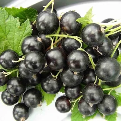 Смородина черная ТИТАНИЯ  Смородина черная ТИТАНИЯ в Пензе