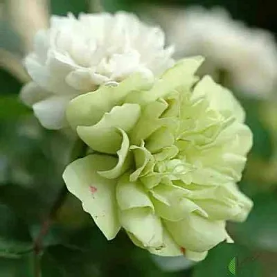 Саженцы роз ГРИН АЙС миниатюрная  Саженцы роз ГРИН АЙС миниатюрная в Пензе