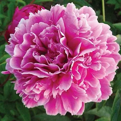 Пион ПУРПУРНАЯ ФЕЕРИЯ травянистый  Пион ПУРПУРНАЯ ФЕЕРИЯ травянистый в Пензе