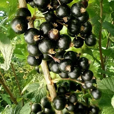 Смородина черная БЕН ТИРЕН  Смородина черная БЕН ТИРЕН в Пензе