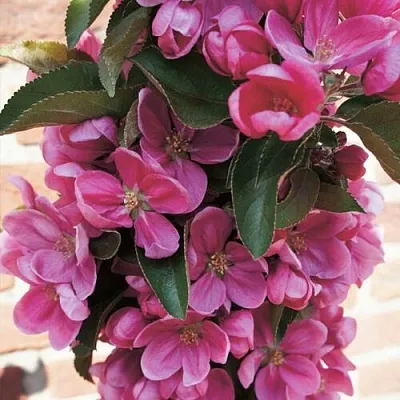 Яблоня ЗЕЛЁНЫЙ БУКЕТ декоративная в Пензе