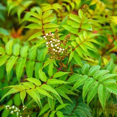 Рябинник  Рябинник в Пензе