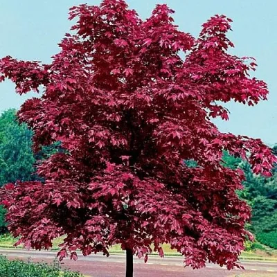 Клен КРИМСОН КИНГ остролистный  Клен КРИМСОН КИНГ остролистный в Пензе