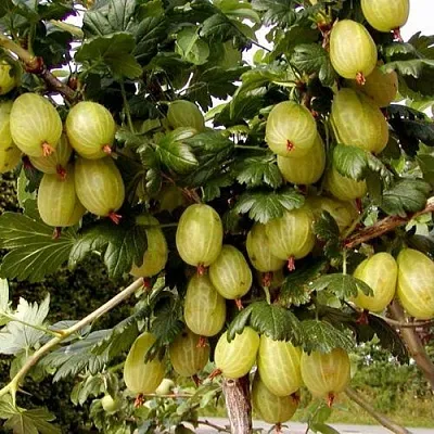 Крыжовник ИНВИКТА  Крыжовник ИНВИКТА в Пензе