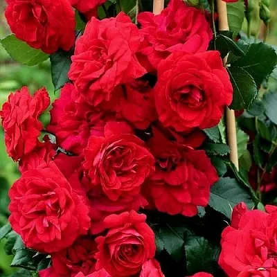 Саженцы роз АМАДЕУС плетистая  Саженцы роз АМАДЕУС плетистая в Пензе