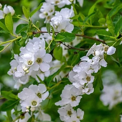 Экзохорда  Экзохорда в Пензе