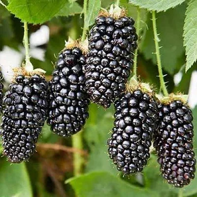 Ежевика КАРАКА БЛЭК  Ежевика КАРАКА БЛЭК в Пензе