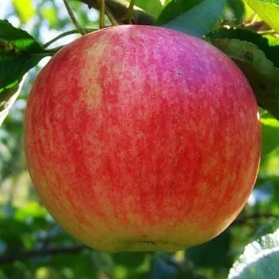 Яблоня ШТРИФЕЛЬ  Яблоня Штрифель (Штрейфлинг или Осеннее полосатое) в Пензе