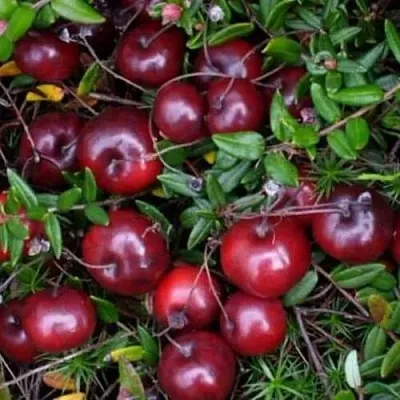 Клюква БЕН ЛИР  Клюква БЕН ЛИР в Пензе