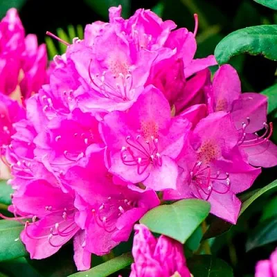 Азалия ПУРПУРТРАУМ японская  Азалия ПУРПУРТРАУМ японская в Пензе