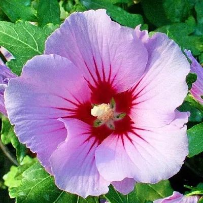 Гибискус ПИНК ФЛИРТ сирийский  Гибискус ПИНК ФЛИРТ сирийский в Пензе