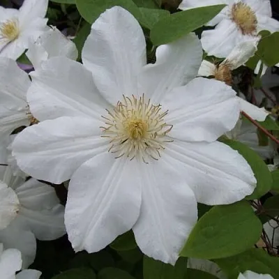 Клематис  Клематис в Пензе