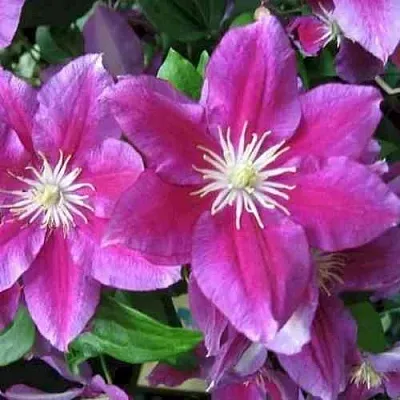 Клематис ХАНИЯ  Клематис ХАНИЯ в Пензе