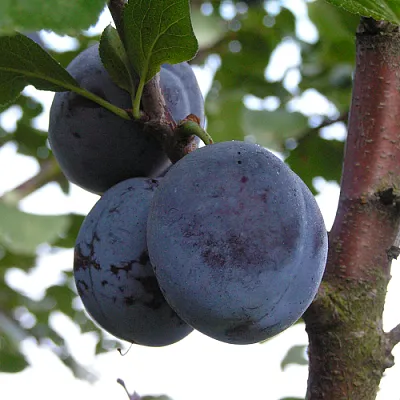 Слива ВЕНГЕРКА БЕЛОРУССКАЯ  Слива ВЕНГЕРКА БЕЛОРУССКАЯ в Пензе