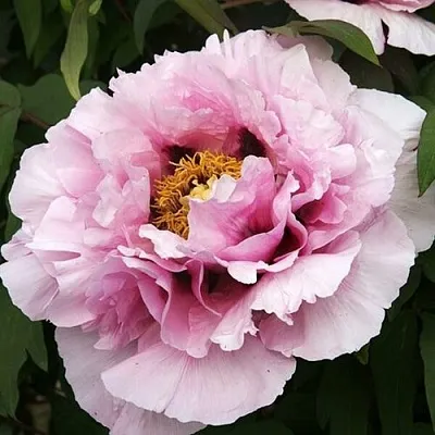 Пион РОЗОВАЯ РЕКА древовидный в Пензе