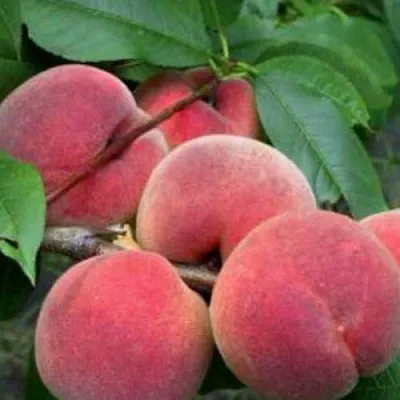 Персик КАНАДИАН ХАРМОНИ  Персик КАНАДИАН ХАРМОНИ в Пензе