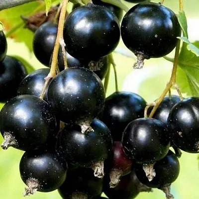 Смородина чёрная СОКРОВИЩЕ  Смородина чёрная СОКРОВИЩЕ в Пензе