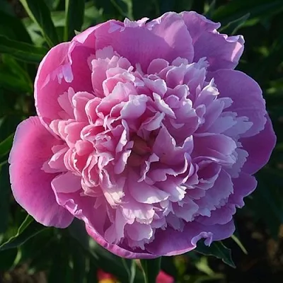 саженцы пиона саженцы пиона