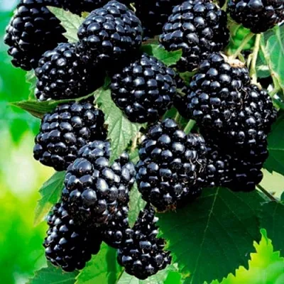 Ежевика ЛОХТЕЙ бесшипная  Ежевика ЛОХТЕЙ бесшипная в Пензе