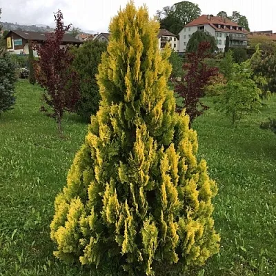 Туя ЕЛЛОУ РИББОН западная  Туя ЕЛЛОУ РИББОН западная в Пензе