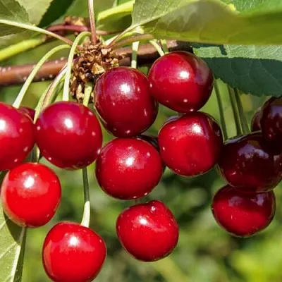 Вишня ЛЮБСКАЯ в Пензе