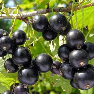 Смородина черная ГАМАЮН  Смородина черная ГАМАЮН в Пензе