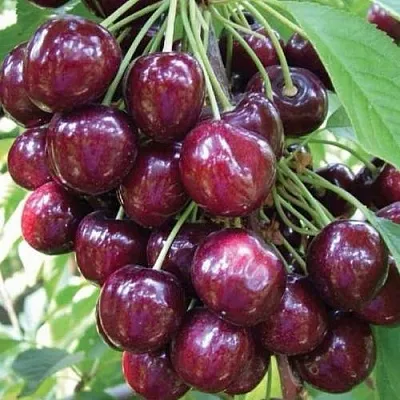 Черешня СЭМ колонновидная в Пензе