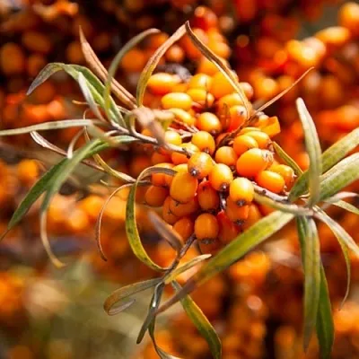 Облепиха ФИНСКАЯ  Облепиха ФИНСКАЯ в Пензе