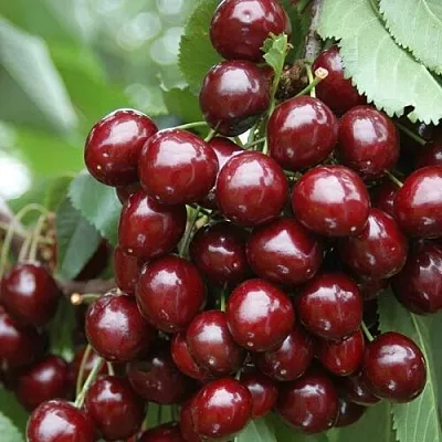 Черешня СИЛЬВИЯ колоновидная в Пензе