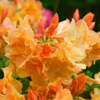 Азалия ЧАРДАШ листопадная  Азалия ЧАРДАШ листопадная в Пензе