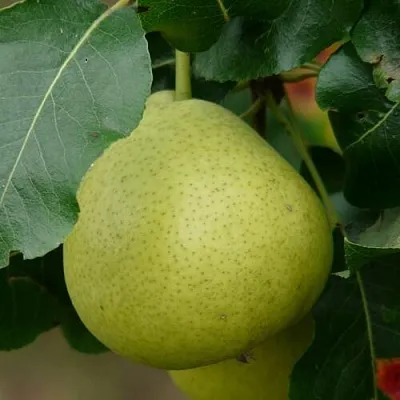 Груша САНРЕМО колонновидная в Пензе