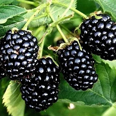 Ежевика ПРАЙМ АРК ТРЕВЕЛЕР ремонтантная  Ежевика ПРАЙМ АРК ТРЕВЕЛЕР ремонтантная в Пензе