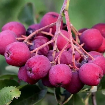 Рябина ДЕСЕРТНАЯ МИЧУРИНА сладкоплодная  Рябина ДЕСЕРТНАЯ МИЧУРИНА сладкоплодная в Пензе