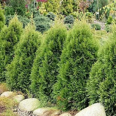 Туя СМАРАГД ВИТБОНТ западная  Туя СМАРАГД ВИТБОНТ западная в Пензе