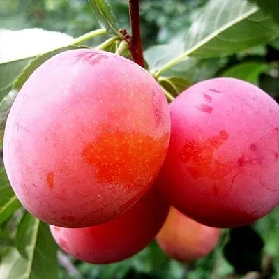 Слива КОМЕТА  Слива КОМЕТА в Пензе