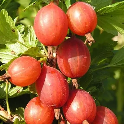 Крыжовник МАШЕКА  Крыжовник МАШЕКА в Пензе