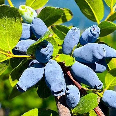 Жимолость съедобная АВРОРА в Пензе