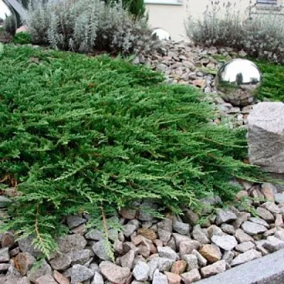 Можжевельник ПРИНЦ ОФ УЭЛЬС горизонтальный  Можжевельник ПРИНЦ ОФ УЭЛЬС горизонтальный в Пензе