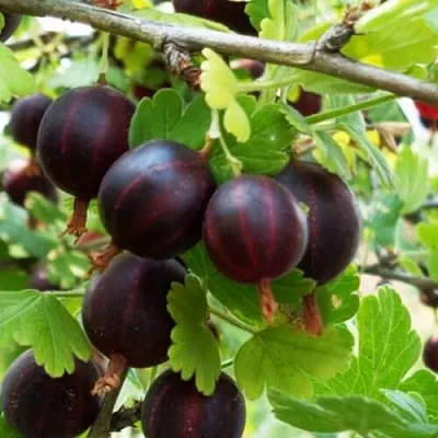 Крыжовник СЕВЕРНЫЙ КАПИТАН  Крыжовник СЕВЕРНЫЙ КАПИТАН в Пензе