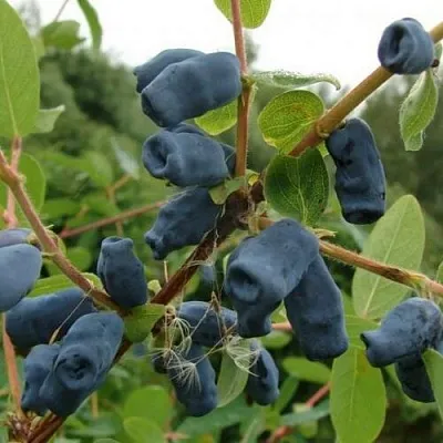 Жимолость съедобная ПУШКИНСКАЯ в Пензе