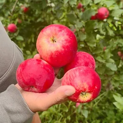 Яблоня АКСЕНА  Яблоня АКСЕНА в Пензе